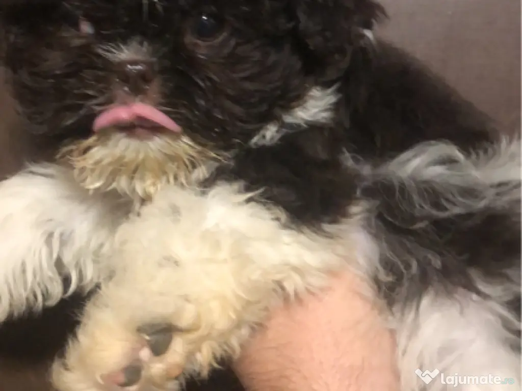 Catelusa shihtzuu 2 luni 