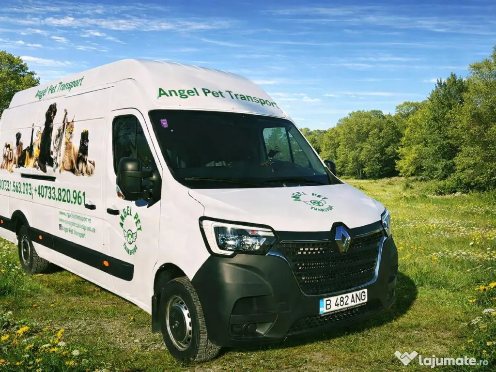 Transport câini și pisici România – Anglia | Siguranță garantată 