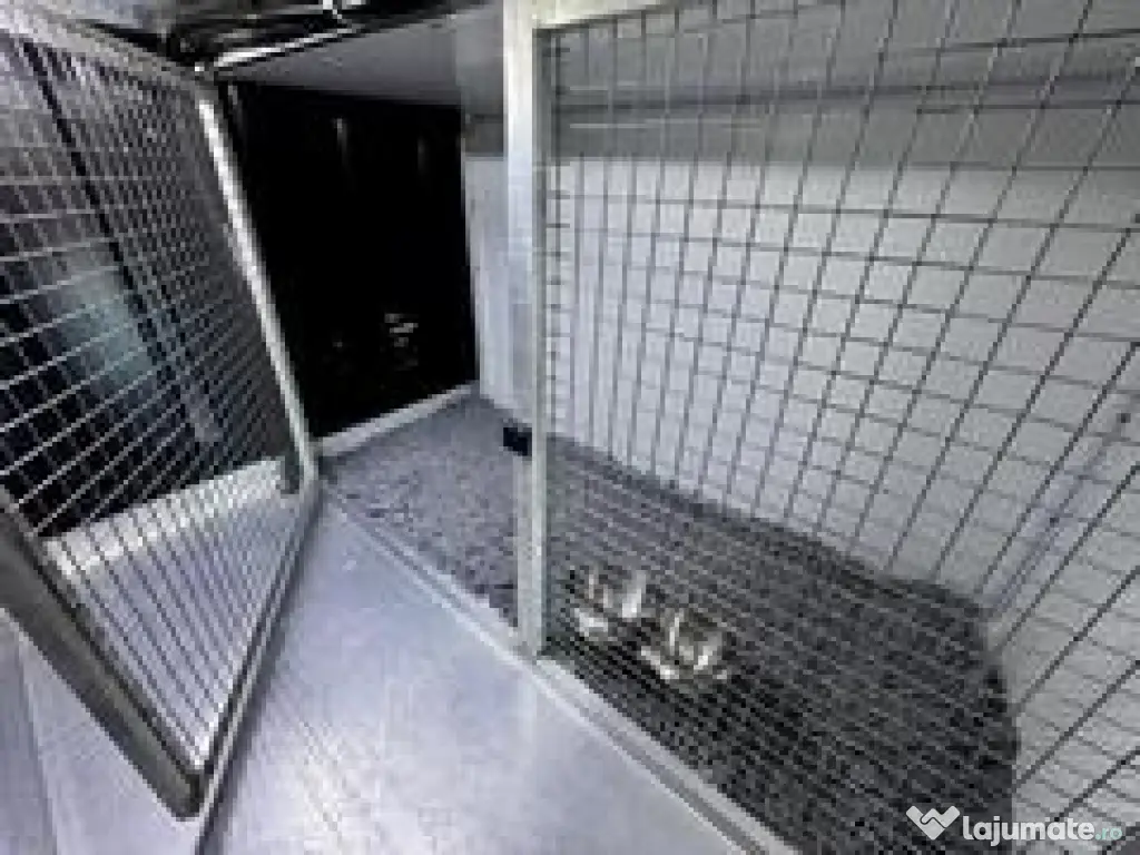 Transport câini și pisici România – Anglia | Siguranță garantată 