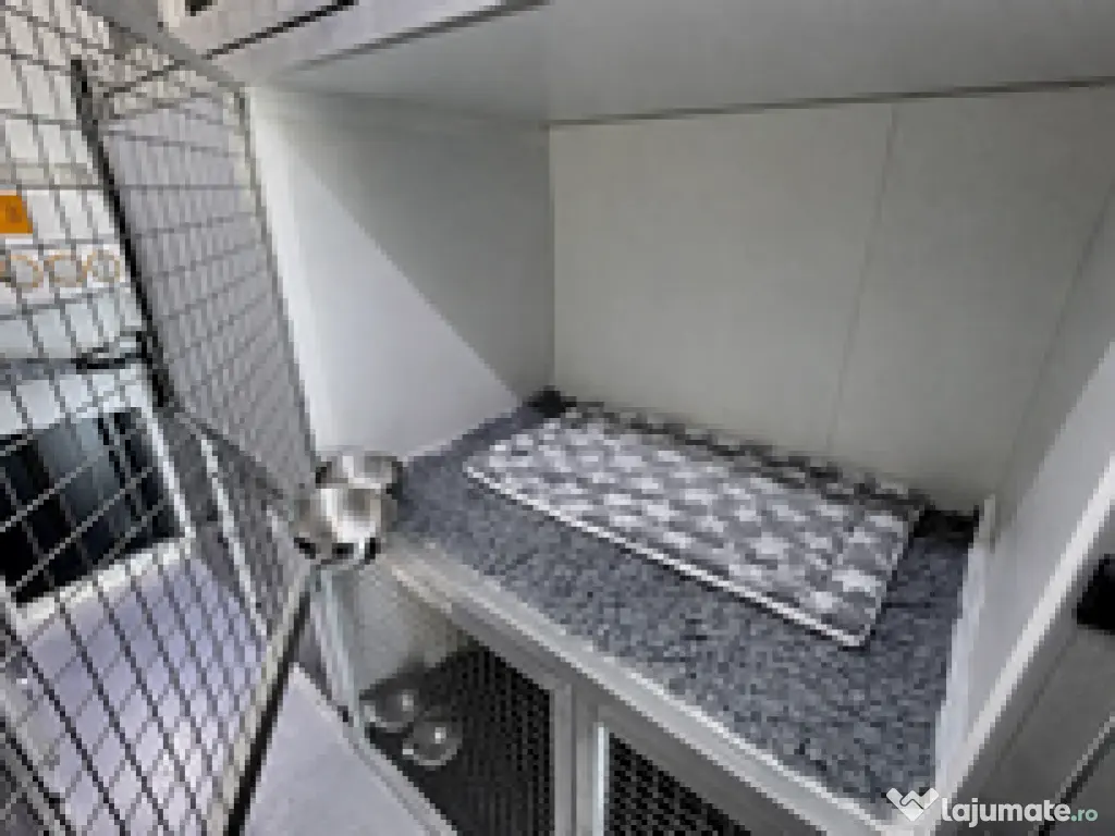 Transport câini și pisici România – Anglia | Siguranță garantată 