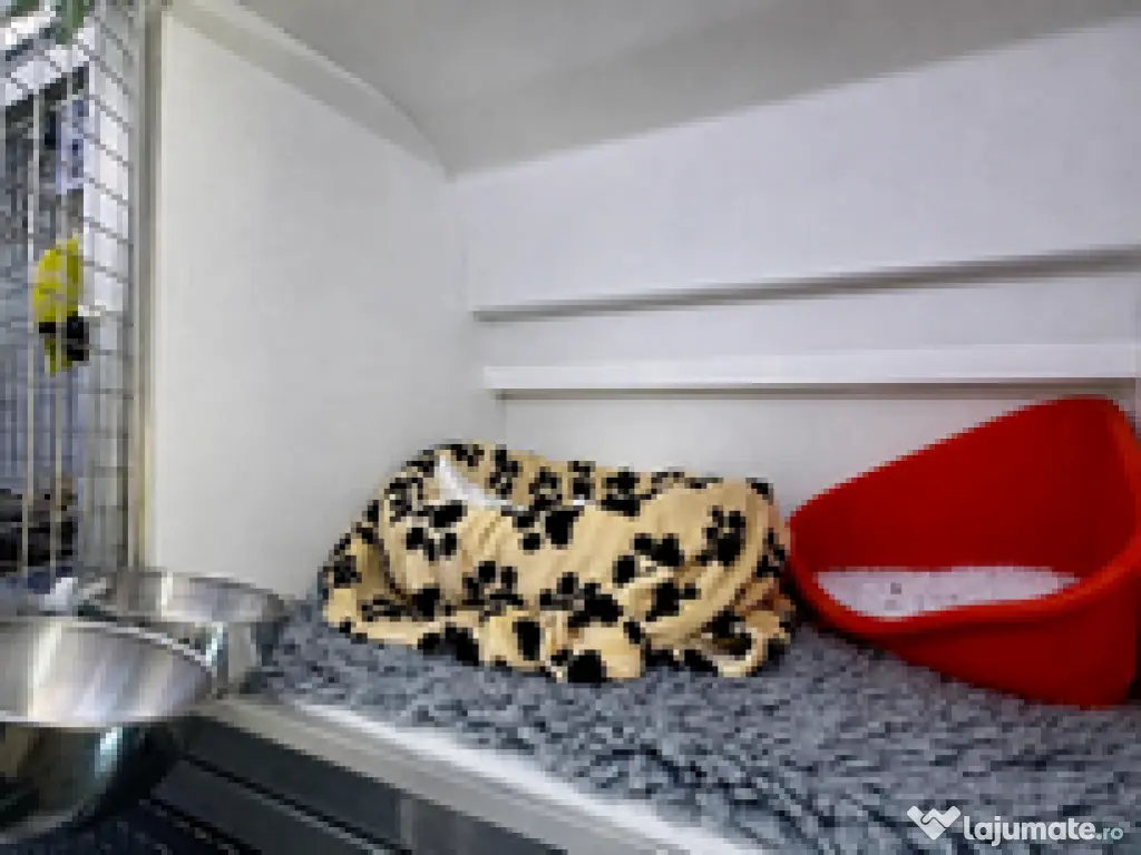 Transport câini și pisici România – Anglia | Siguranță garantată 