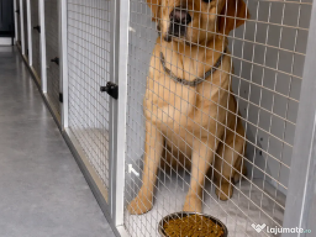 Transport câini și pisici România – Anglia | Siguranță garantată 