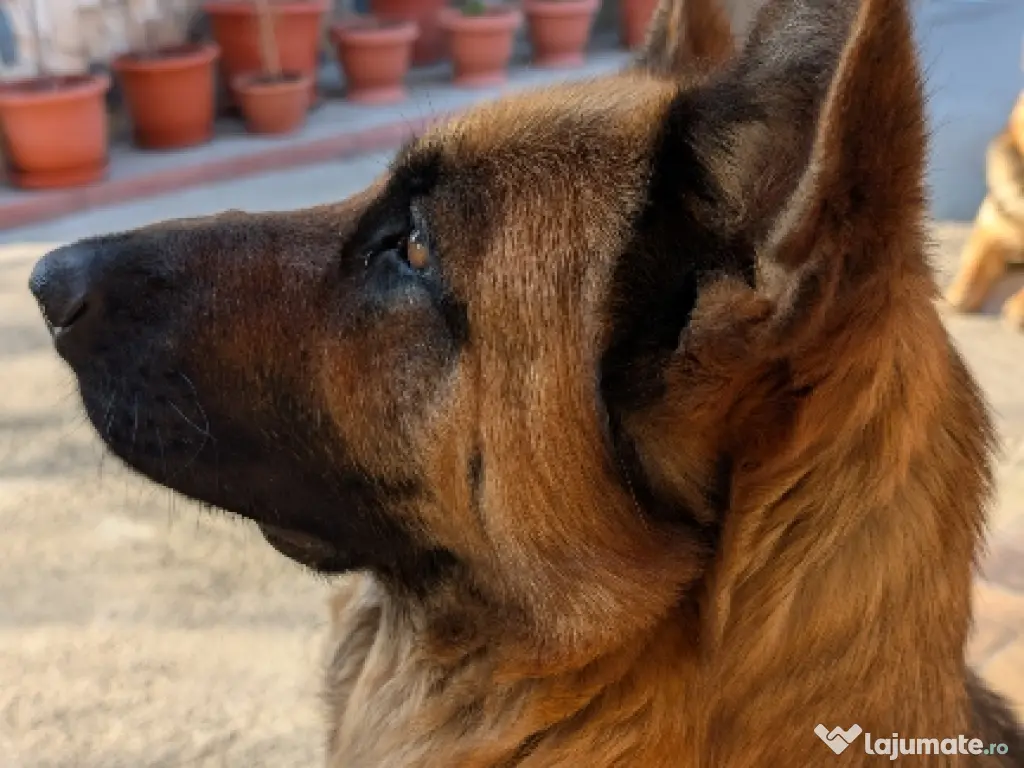 Masina de spalat rufe 