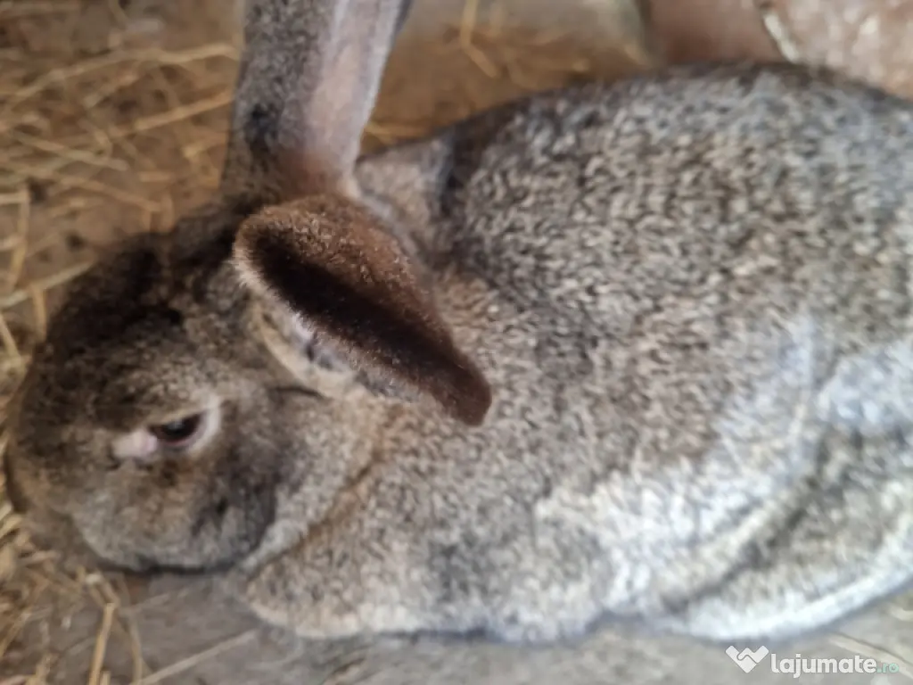 iepurași drăgălași pentru copilași 