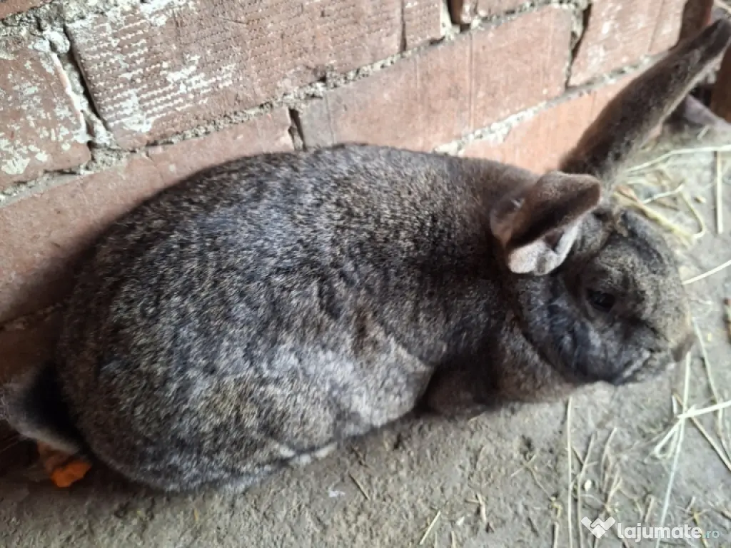 iepurași drăgălași pentru copilași 