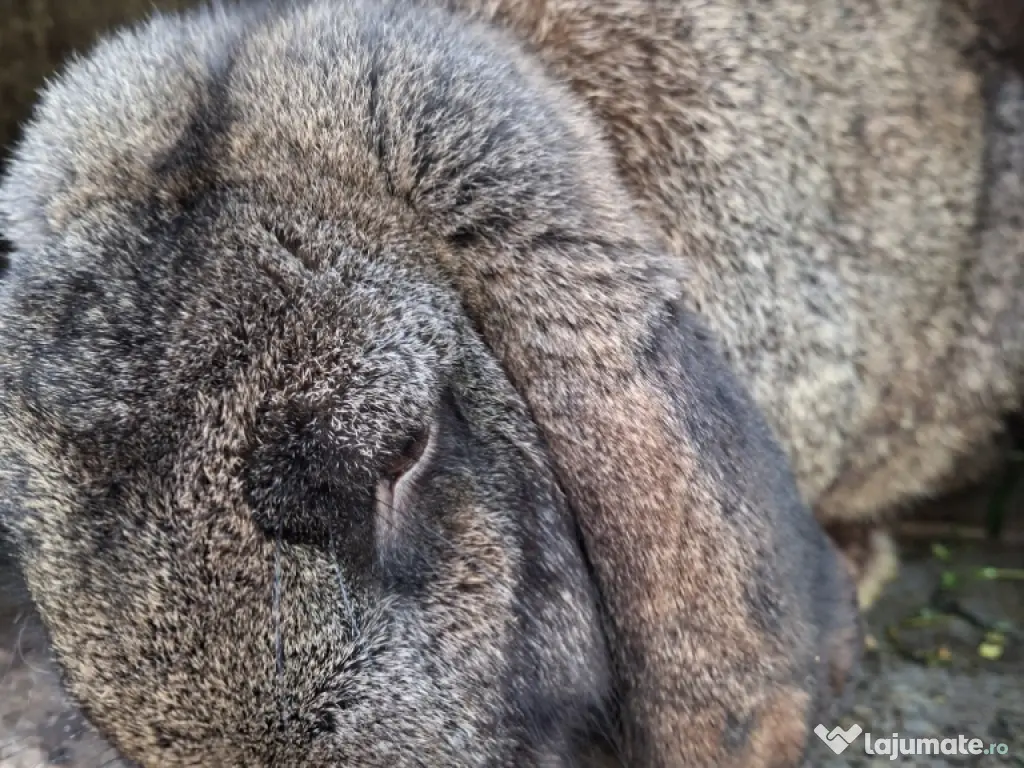 iepurași drăgălași pentru copilași 