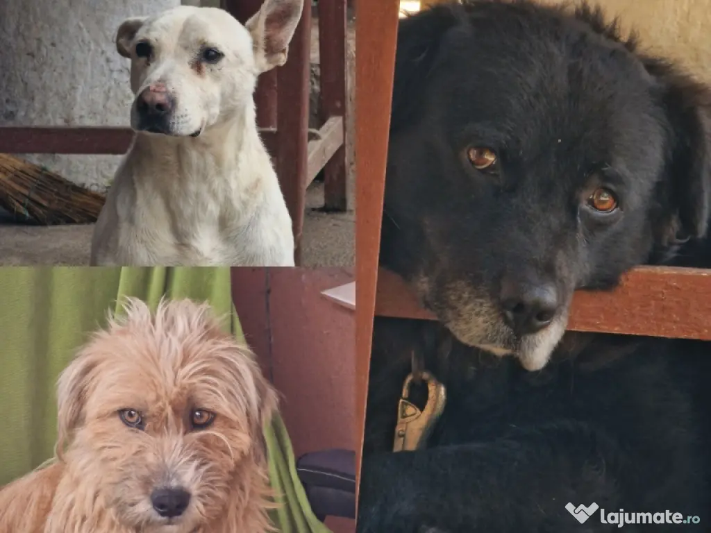 Ofer spre adopție 3 câini