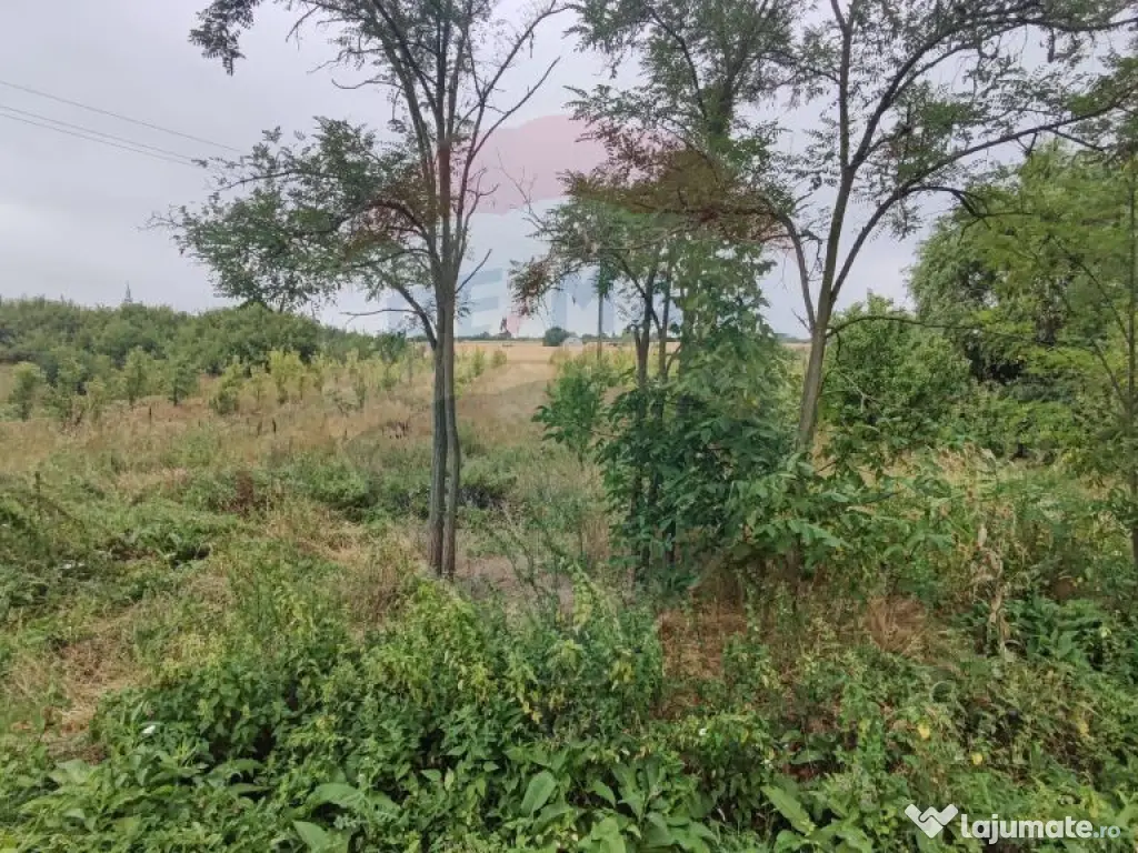 Teren 2.341 mp Uileacu de Munte front 26 ml la drum asfaltat 