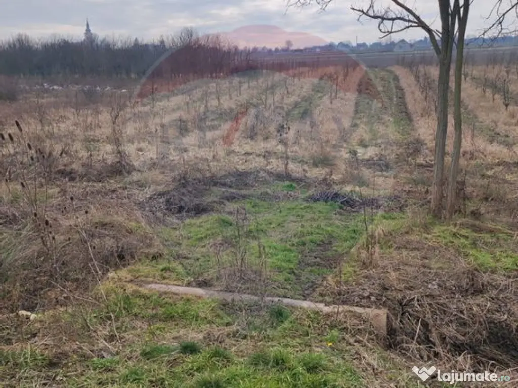 Teren 2.341 mp Uileacu de Munte front 26 ml la drum asfaltat 