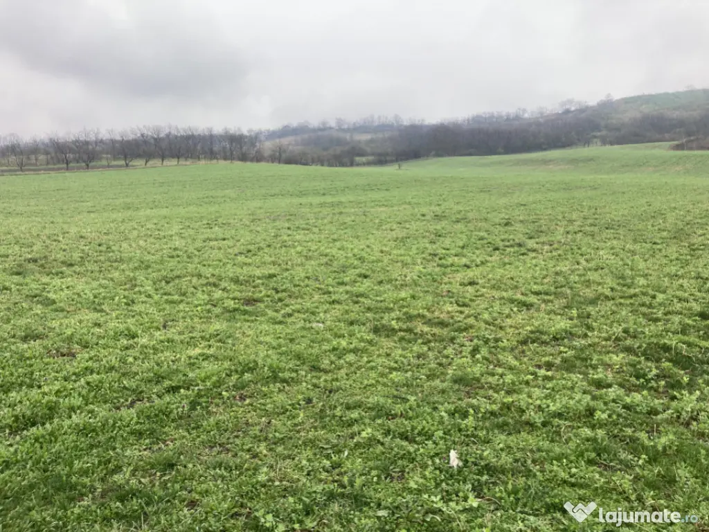 Miroslava! Teren agricol 6435, la 2 min de Primarie! 
