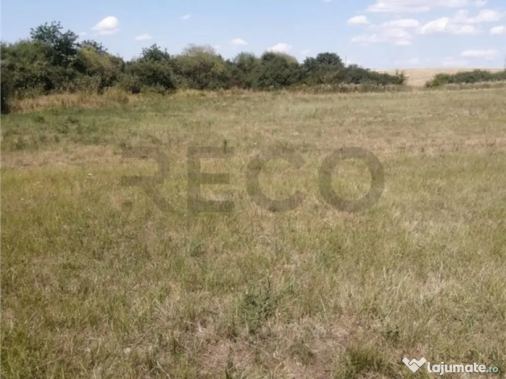 RECO, Teren in Pausa, Nojorid 