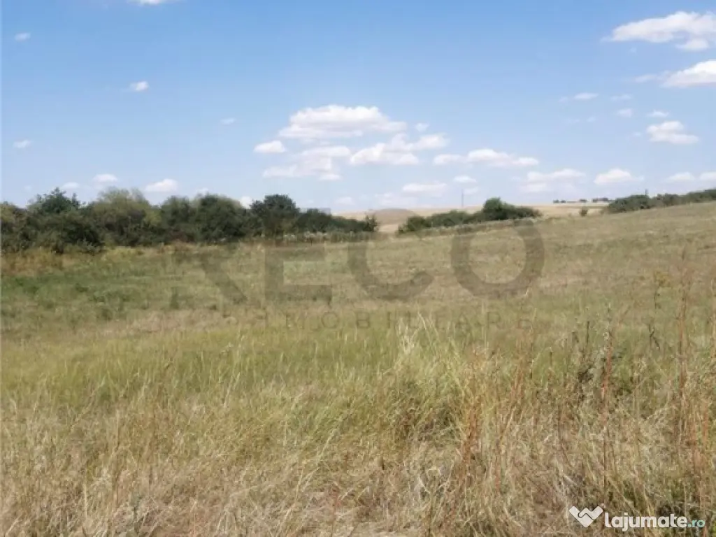 RECO, Teren in Pausa, Nojorid 