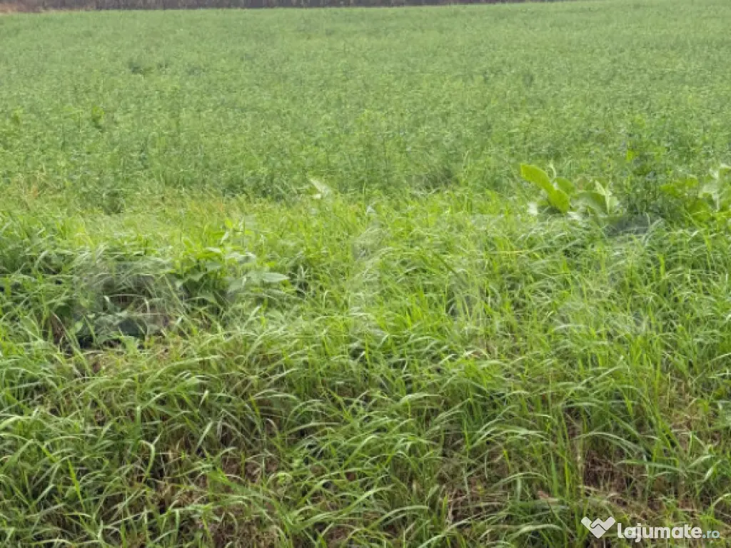 Teren intravilan, 1213 mp, front 24 ml, la ieșirea din Suce