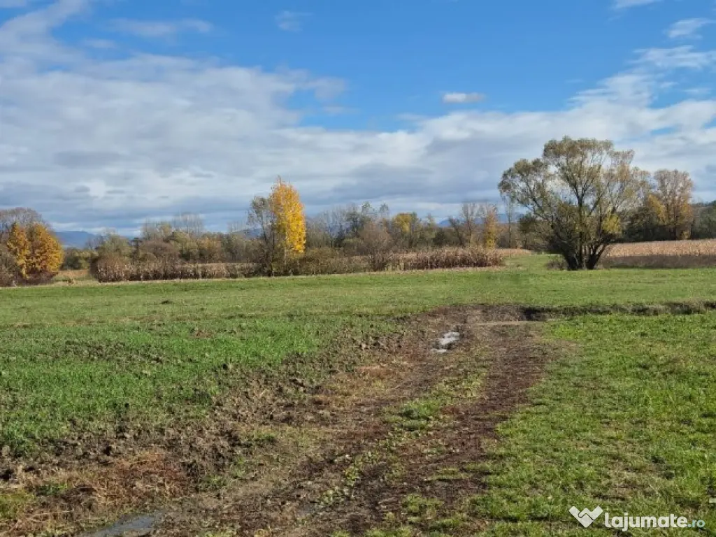 Chechis, 27 ari teren intrav.