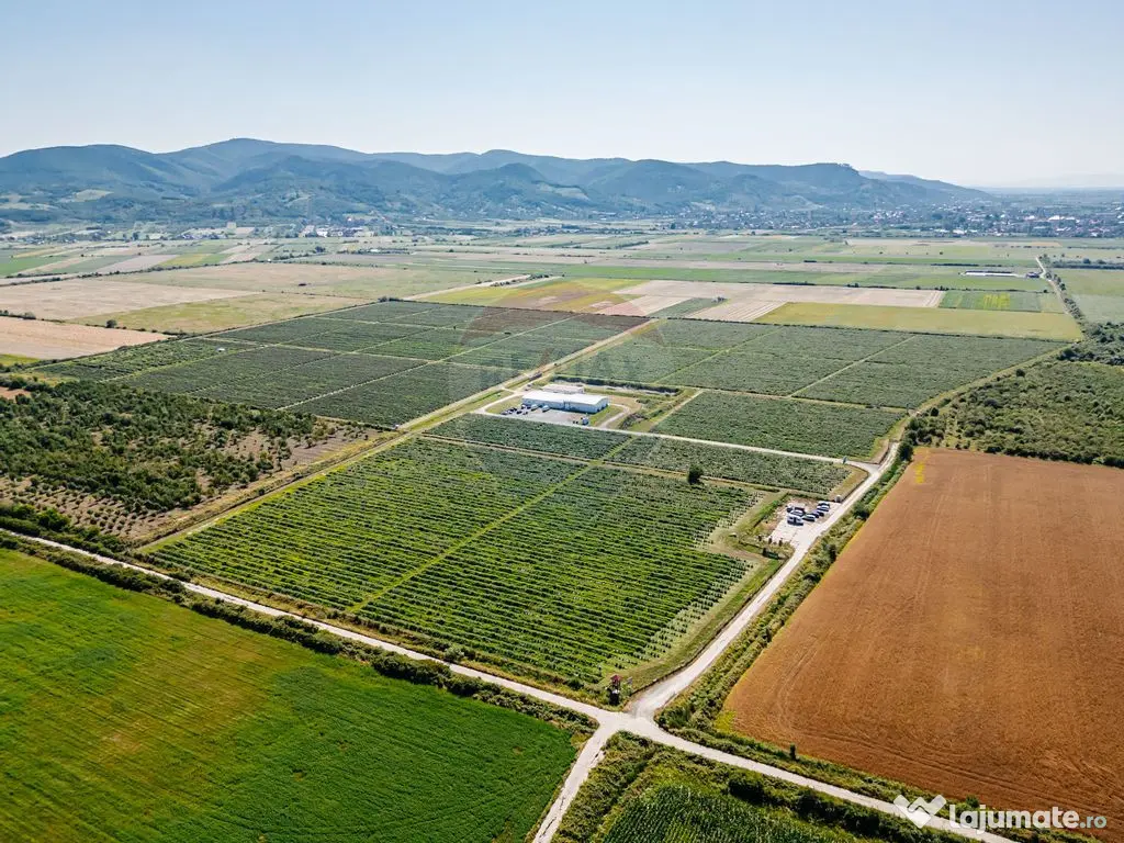 BUSINESS DE VANZARE plantatie de afin din Romania S= 27.7... 
