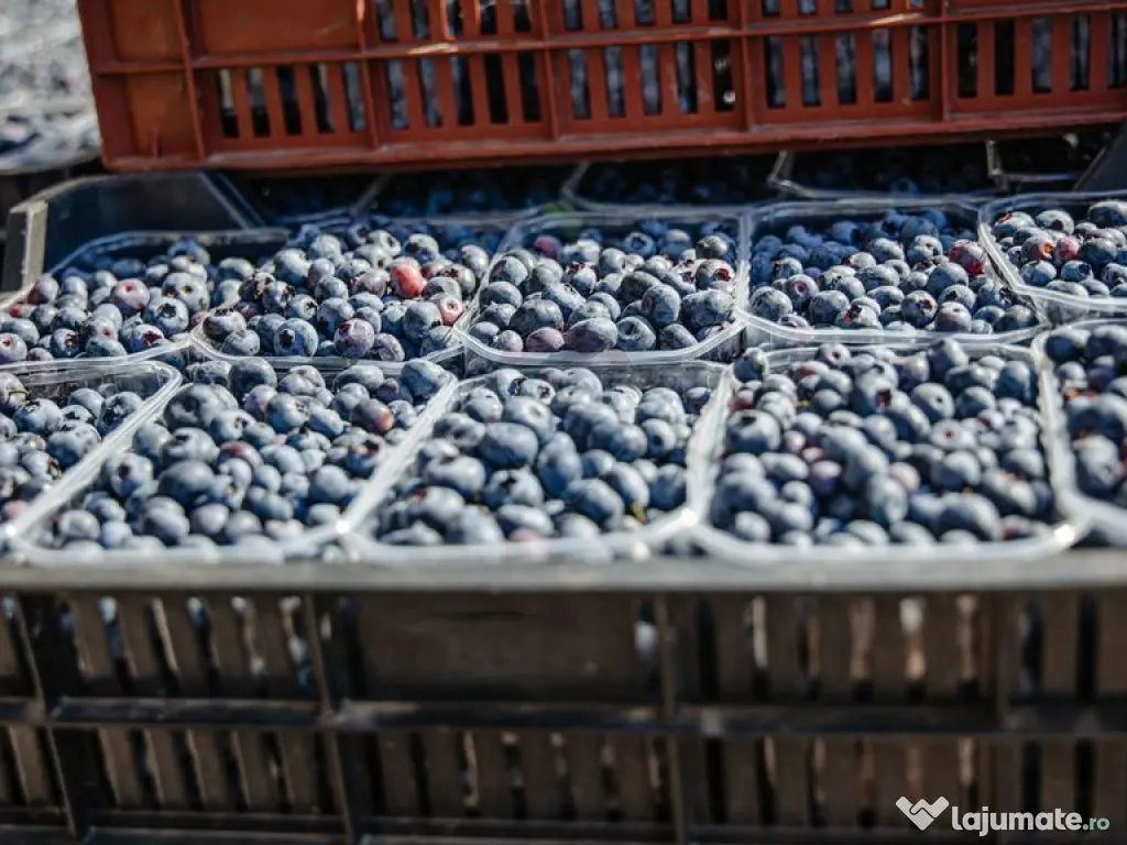 BUSINESS DE VANZARE plantatie de afin din Romania S= 27.7... 