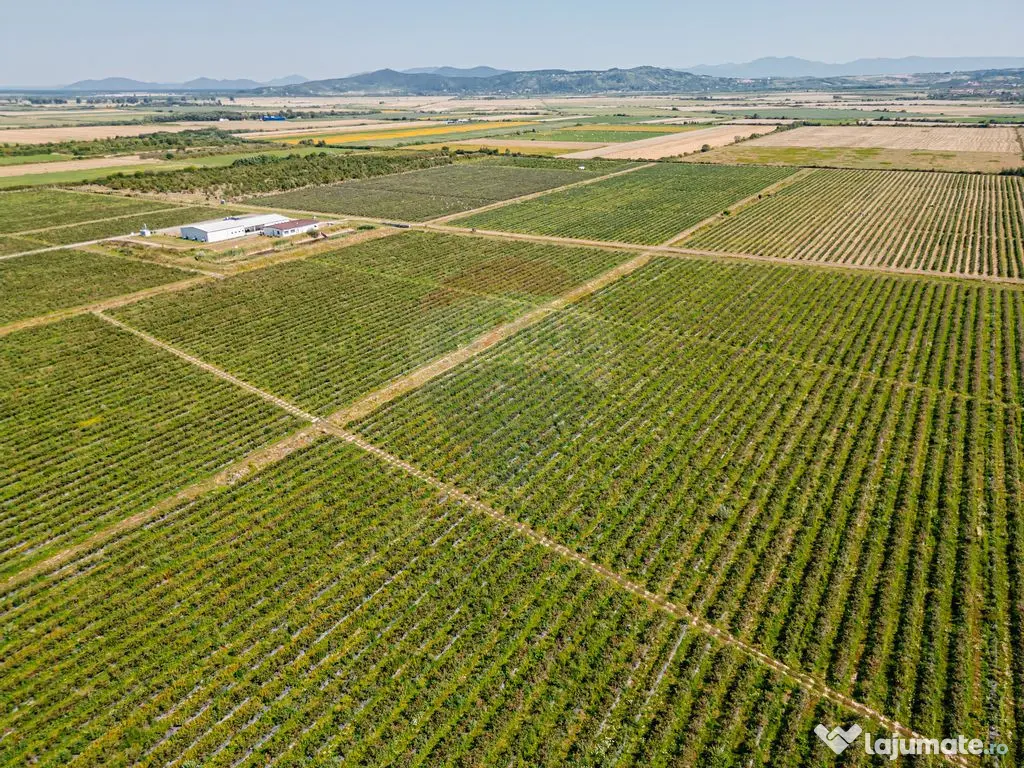 Plantatie de afin din Romania BUSINESS DE VANZARE 
