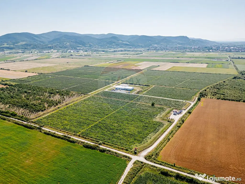 Plantatie de afin din Romania BUSINESS DE VANZARE 