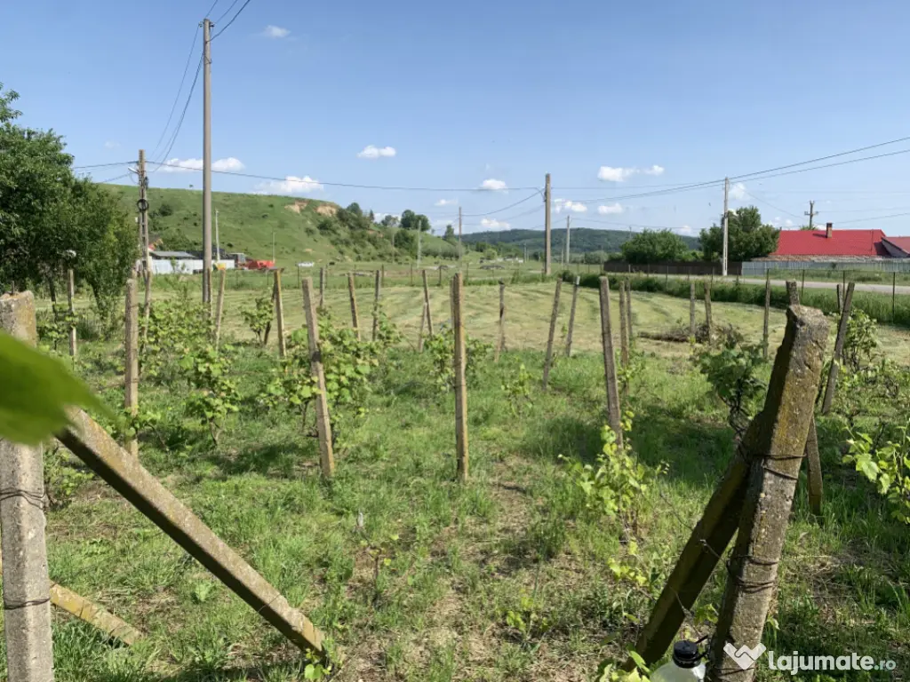 Casă + teren 2600 mp- Com. Negri- scop rezidențial sau ind 