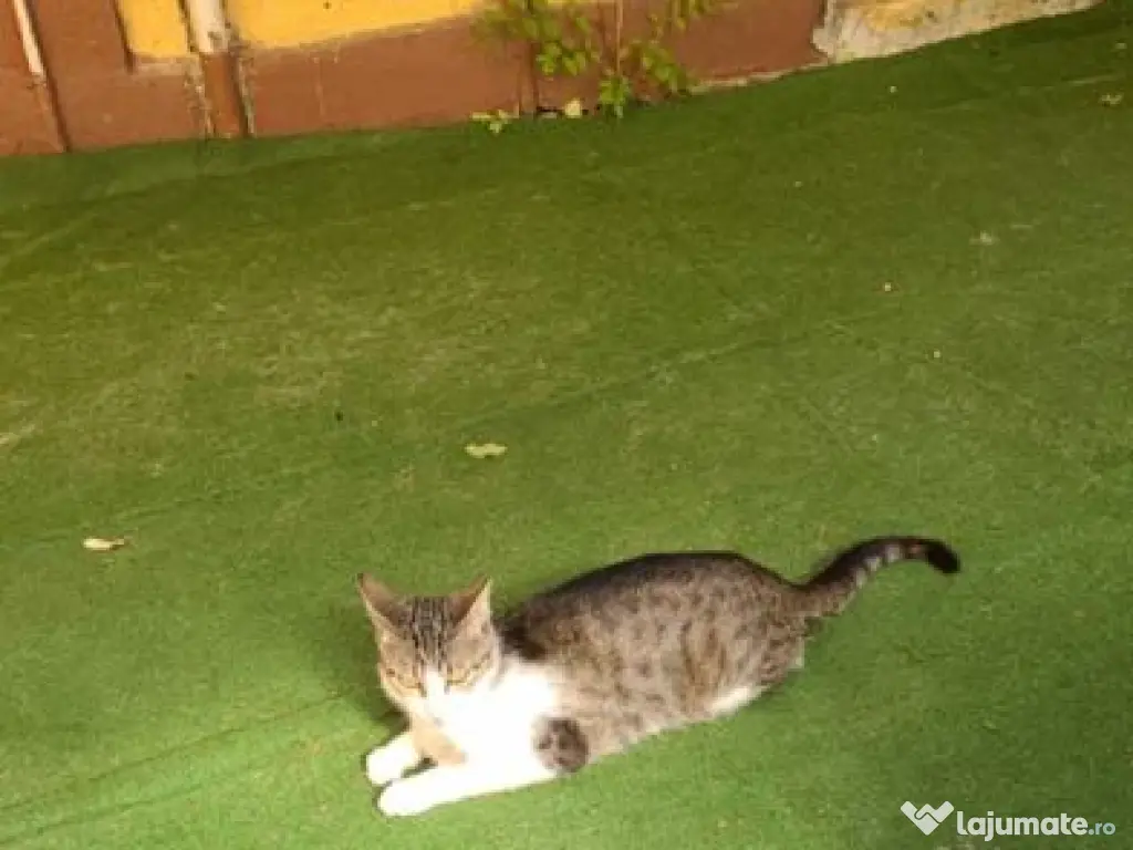 Garsoniera si curte Trivale (reducere) 