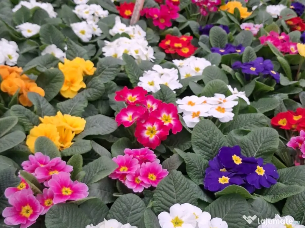 Primule 1 Martie toate culorile