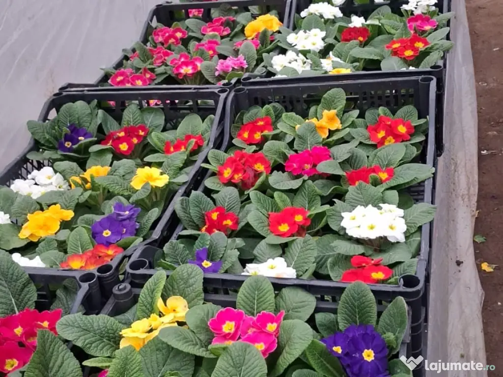 Primule 1 Martie toate culorile