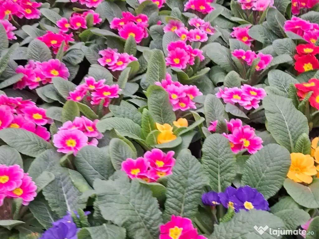 Primule 1 Martie toate culorile