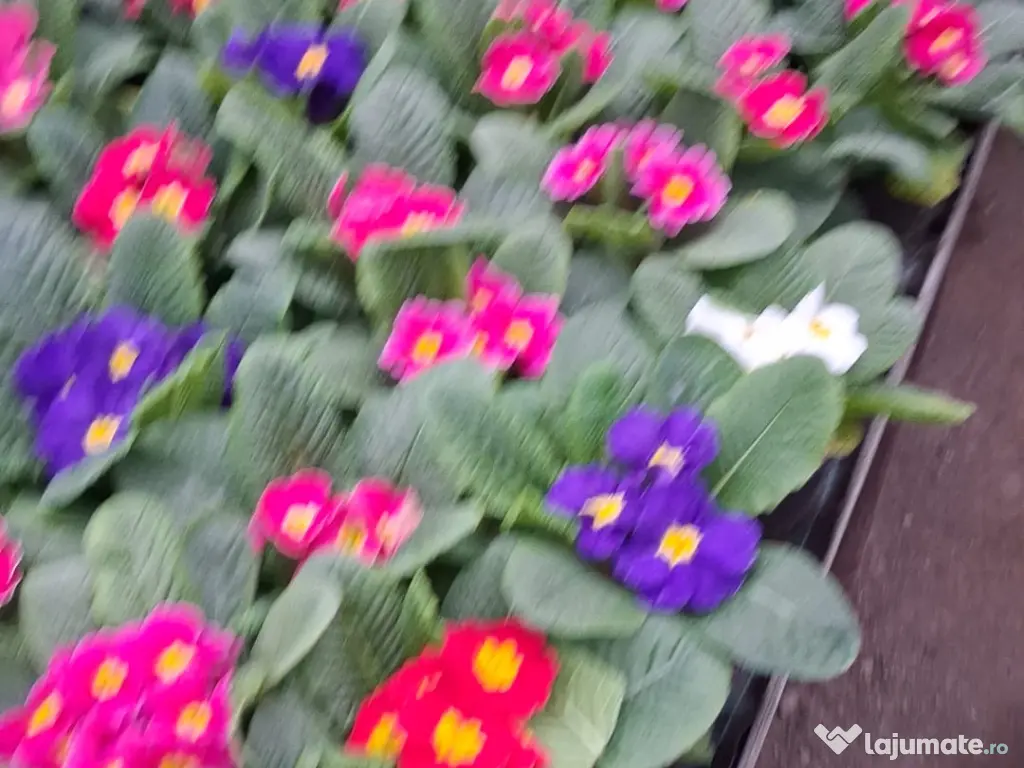 Primule 1 Martie toate culorile