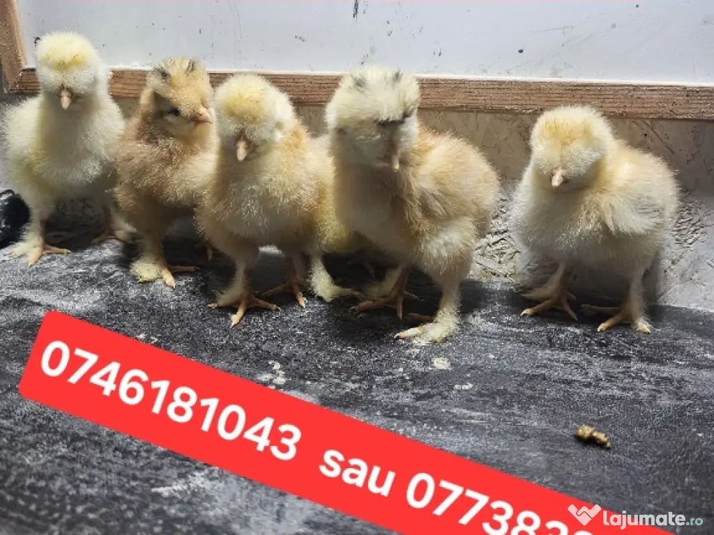 pui moțați si încălțați 