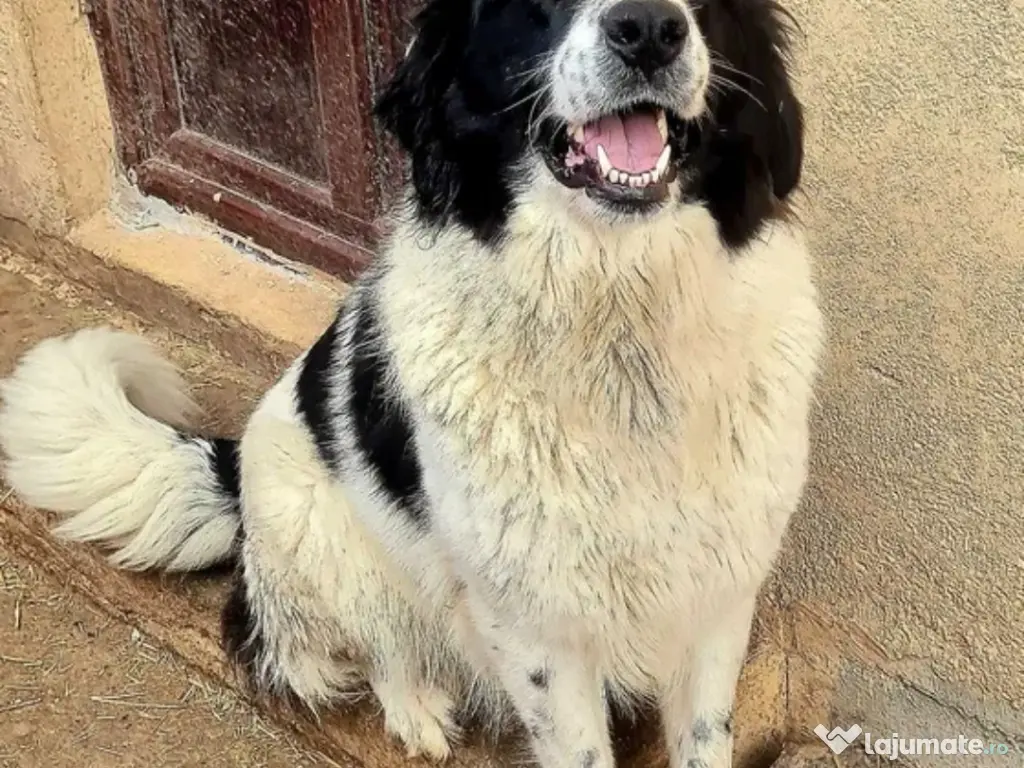 Ciobănesc de Bucovina 