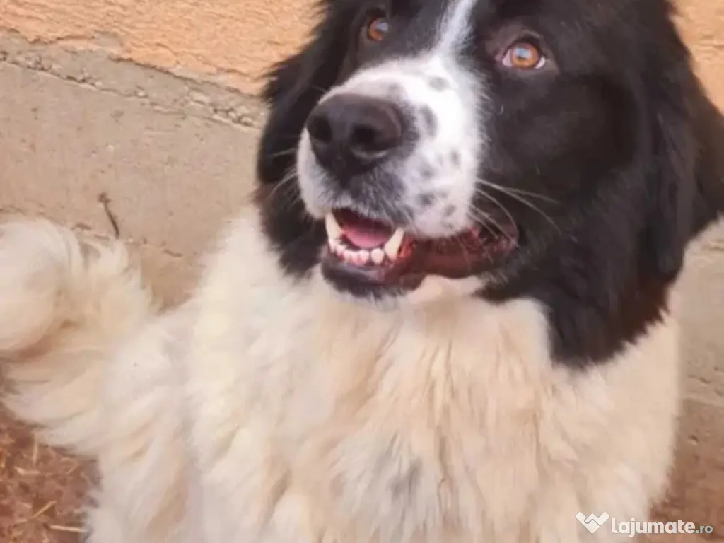 Ciobănesc de Bucovina 