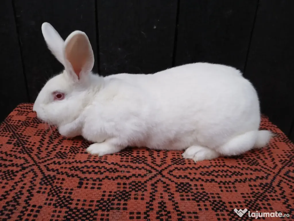 Femele hycole francez! 