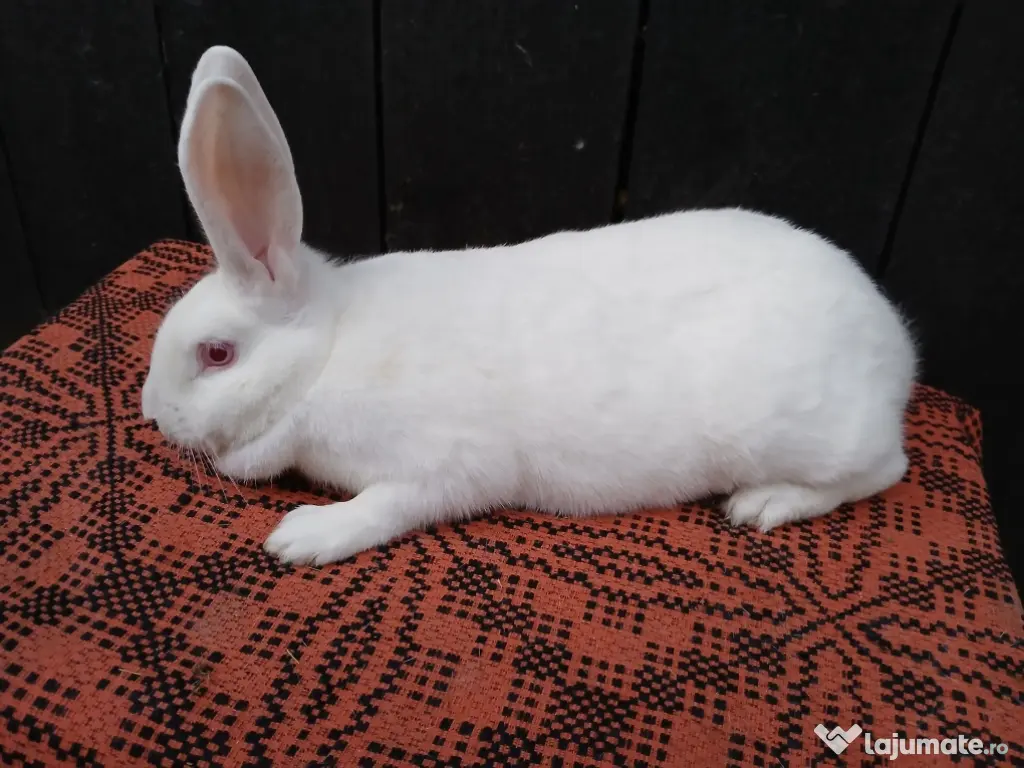 Femele hycole francez! 