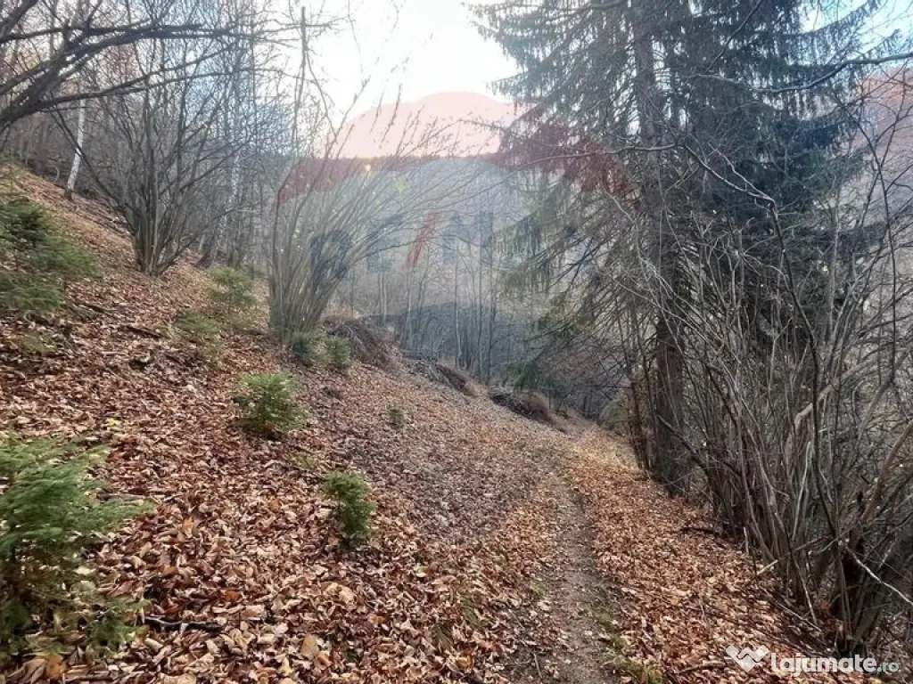 Teren Colinar Panoramic – 17.684 mp în Scheii Brașovului