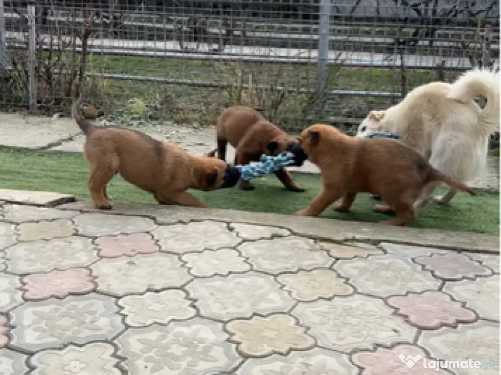 Pui de ciobănesc belgian malinois