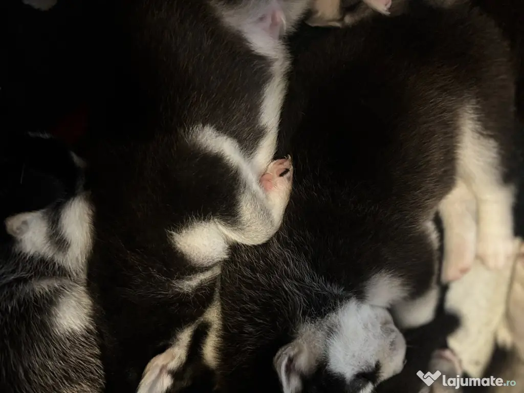 Se vinde pui de Husky Siberian