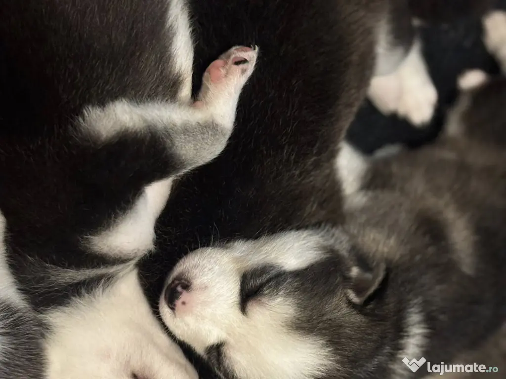 Se vinde pui de Husky Siberian