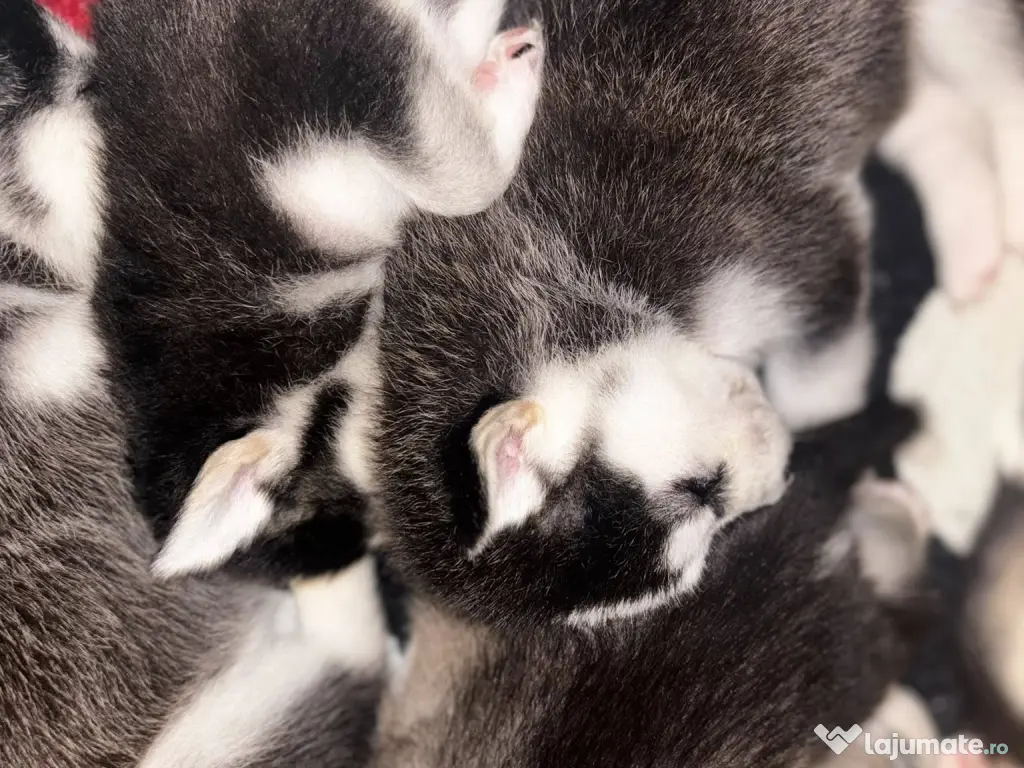 Se vinde pui de Husky Siberian