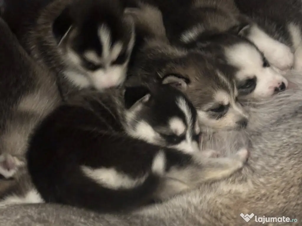 Se vinde pui de Husky Siberian