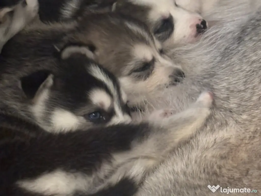 Se vinde pui de Husky Siberian