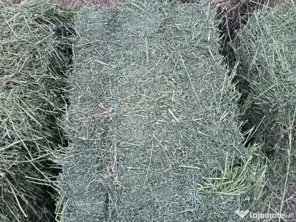 Baloti de fan neplauati tinuti la fanarie