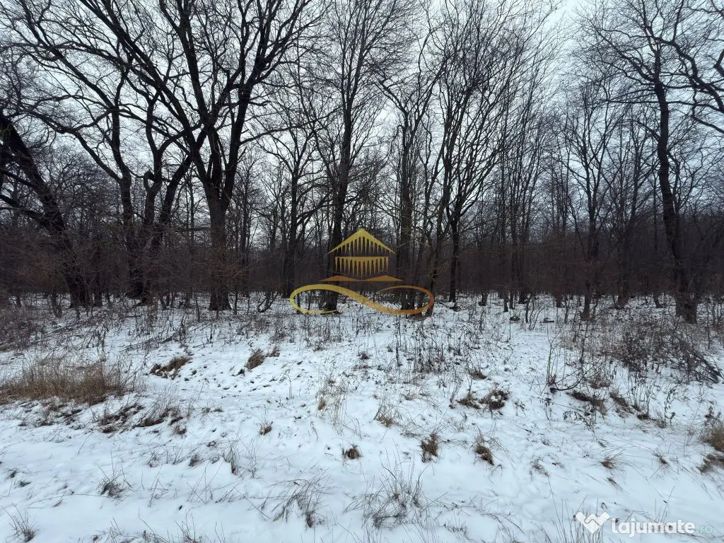 Teren extravilan - Padure de vanzare in Beresti Bistrita 