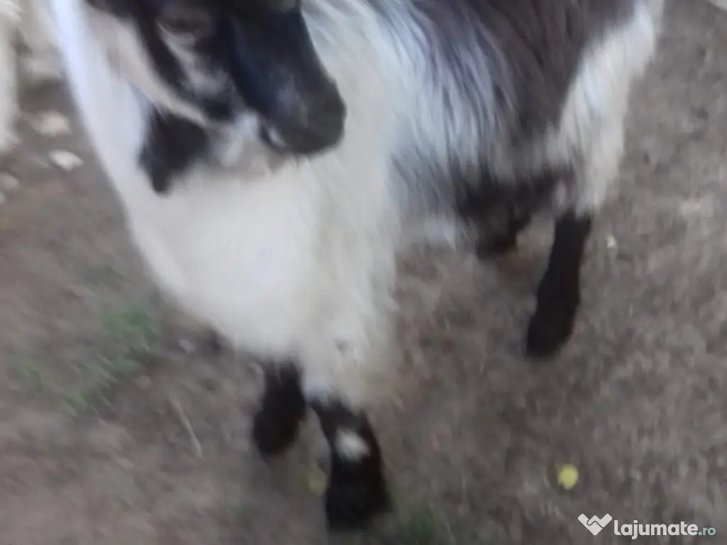 Țapi de vânzare - Vârstă: 8 luni - Greutate: 38 kg-380 lei bucata-Tel:0749688522 