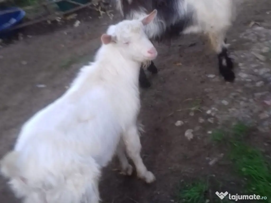 Țapi de vânzare - Vârstă: 8 luni - Greutate: 38 kg-380 lei bucata-Tel:0749688522 