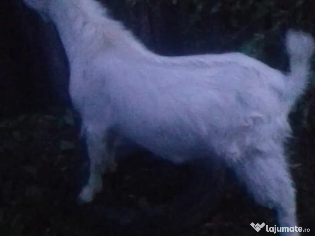 Țapi de vânzare - Vârstă: 8 luni - Greutate: 38 kg-380 lei bucata-Tel:0749688522 