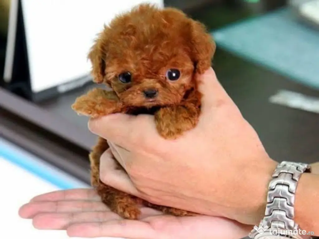 caniche pudel mini toy 