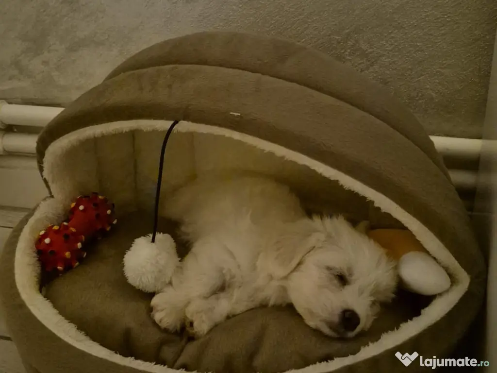 vând bichon maltez 