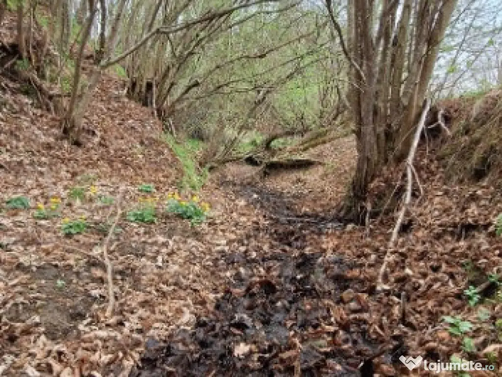 Teren extravilan- Sinca Noua, Brasov, 12500mp