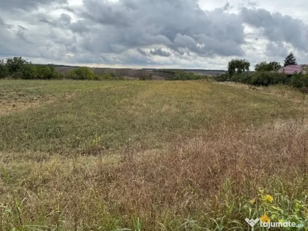Vand teren Intravilan 1400 MP in Parcul National Comana - Vlad Tepes
