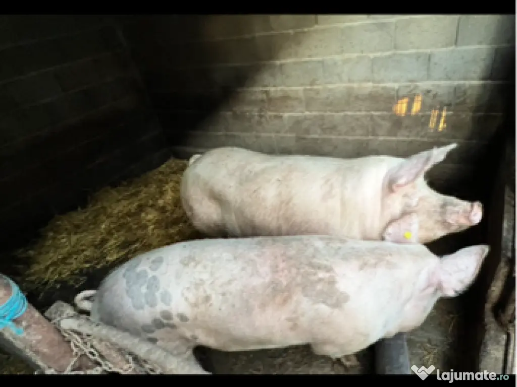 Porci cu greutatea 250kg 0759 191 494 